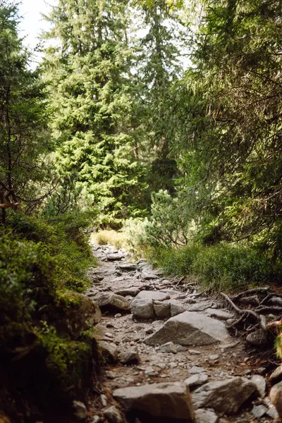 Her iki tarafında kayalık çıkıntılar ve sık ormanlar olan güzel manzaralı bir patika. Göz kamaştırıcı dağ manzarası. Doğa, manzara konsepti.