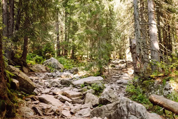 Her iki tarafında kayalık çıkıntılar ve sık ormanlar olan güzel manzaralı bir patika. Göz kamaştırıcı dağ manzarası. Doğa, manzara konsepti.