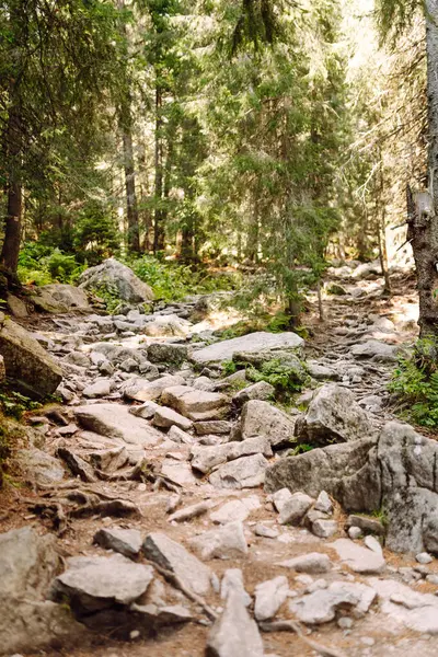 Her iki tarafında kayalık çıkıntılar ve sık ormanlar olan güzel manzaralı bir patika. Göz kamaştırıcı dağ manzarası. Doğa, manzara konsepti.