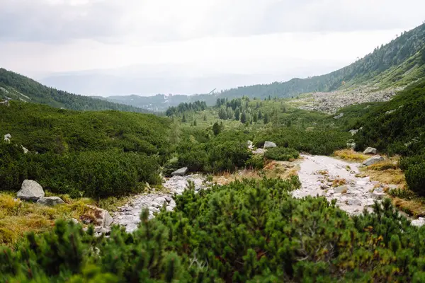 Her iki tarafında kayalık çıkıntılar ve sık ormanlar olan güzel manzaralı bir patika. Göz kamaştırıcı dağ manzarası. Doğa, manzara konsepti.