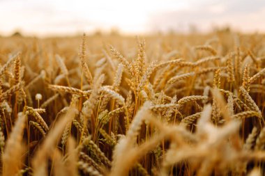 Gün batımında altın buğday kulaklarına yakın çekim. Zengin buğday hasadıyla tarım tarlası. Çiftçilik ve tarım kavramı.
