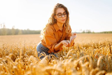 Genç dişi çiftçi gün batımında olgunlaşmış buğday saplarını inceliyor. Kadın tarımcı tarım alanındaki altın hasatının kalitesini kontrol ediyor. Çiftçilik kavramı, zengin hasat.