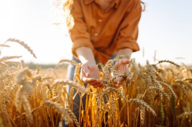 Genç dişi çiftçi gün batımında olgunlaşmış buğday saplarını inceliyor. Kadın tarımcı tarım alanındaki altın hasatının kalitesini kontrol ediyor. Çiftçilik kavramı, zengin hasat.
