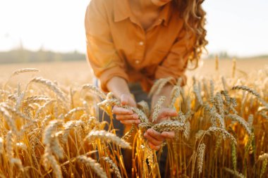 Genç dişi çiftçi gün batımında olgunlaşmış buğday saplarını inceliyor. Kadın tarımcı tarım alanındaki altın hasatının kalitesini kontrol ediyor. Çiftçilik kavramı, zengin hasat.