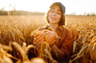 Genç dişi çiftçi gün batımında olgunlaşmış buğday saplarını inceliyor. Kadın tarımcı tarım alanındaki altın hasatının kalitesini kontrol ediyor. Çiftçilik kavramı, zengin hasat.