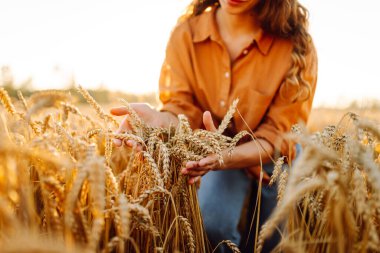 Genç dişi çiftçi gün batımında olgunlaşmış buğday saplarını inceliyor. Kadın tarımcı tarım alanındaki altın hasatının kalitesini kontrol ediyor. Çiftçilik kavramı, zengin hasat.