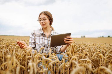 Modern dijital tabletle genç bir kadın çiftçinin açık havada buğday hasadının kalitesini kontrol edişinin yakın çekimi. Yakışıklı tarım uzmanı tarımsal alanda bir tablet kullanıyor. Zengin hasat kavramı.