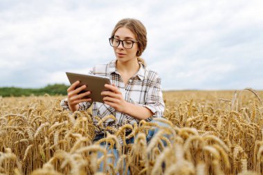 Modern dijital tabletle genç bir kadın çiftçinin açık havada buğday hasadının kalitesini kontrol edişinin yakın çekimi. Yakışıklı tarım uzmanı tarımsal alanda bir tablet kullanıyor. Zengin hasat kavramı.