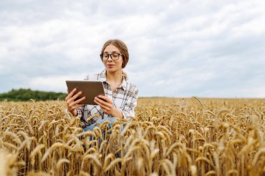 Modern dijital tabletle genç bir kadın çiftçinin açık havada buğday hasadının kalitesini kontrol edişinin yakın çekimi. Yakışıklı tarım uzmanı tarımsal alanda bir tablet kullanıyor. Zengin hasat kavramı.