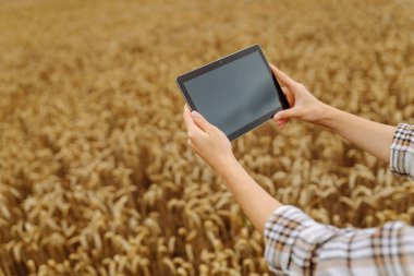 Modern dijital tabletle genç bir kadın çiftçinin açık havada buğday hasadının kalitesini kontrol edişinin yakın çekimi. Yakışıklı tarım uzmanı tarımsal alanda bir tablet kullanıyor. Zengin hasat kavramı.