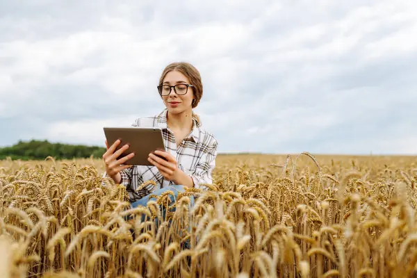 Modern dijital tabletle genç bir kadın çiftçinin açık havada buğday hasadının kalitesini kontrol edişinin yakın çekimi. Yakışıklı tarım uzmanı tarımsal alanda bir tablet kullanıyor. Zengin hasat kavramı.