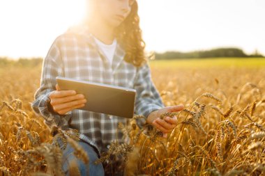 Dijital tabletle tarımsal alanda çalışan genç kadın çiftçinin yakın çekimi. Dişi tarımcı, mahsulü denetliyor ve altın buğdayın kalitesini kontrol ediyor. Tarım kavramı.