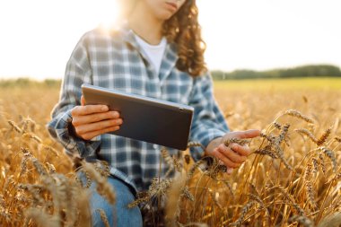 Dijital tabletle tarımsal alanda çalışan genç kadın çiftçinin yakın çekimi. Dişi tarımcı, mahsulü denetliyor ve altın buğdayın kalitesini kontrol ediyor. Tarım kavramı.
