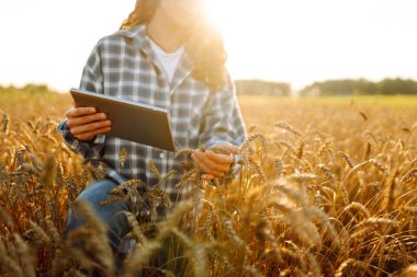 Dijital tabletle tarımsal alanda çalışan genç kadın çiftçinin yakın çekimi. Dişi tarımcı, mahsulü denetliyor ve altın buğdayın kalitesini kontrol ediyor. Tarım kavramı.
