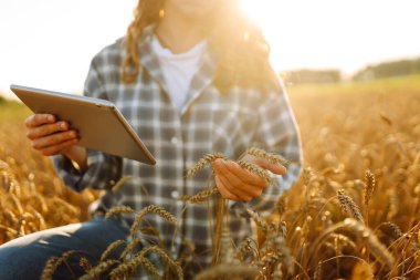 Dijital tabletle tarımsal alanda çalışan genç kadın çiftçinin yakın çekimi. Dişi tarımcı, mahsulü denetliyor ve altın buğdayın kalitesini kontrol ediyor. Tarım kavramı.