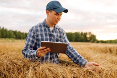 Genç çiftçinin ellerinin buğday tarlasında dijital tabletle yakın çekimi. Agronomist tarım alanındaki mahsul kalitesini gün batımında kontrol ediyor. Teknoloji, tarım kavramı. Zengin hasat.