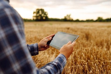 Genç çiftçinin ellerinin buğday tarlasında dijital tabletle yakın çekimi. Agronomist tarım alanındaki mahsul kalitesini gün batımında kontrol ediyor. Teknoloji, tarım kavramı. Zengin hasat.