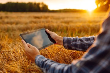 Genç çiftçinin ellerinin buğday tarlasında dijital tabletle yakın çekimi. Agronomist tarım alanındaki mahsul kalitesini gün batımında kontrol ediyor. Teknoloji, tarım kavramı. Zengin hasat.