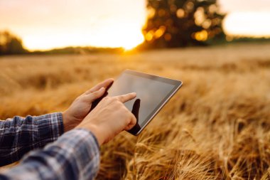 Genç çiftçinin ellerinin buğday tarlasında dijital tabletle yakın çekimi. Agronomist tarım alanındaki mahsul kalitesini gün batımında kontrol ediyor. Teknoloji, tarım kavramı. Zengin hasat.