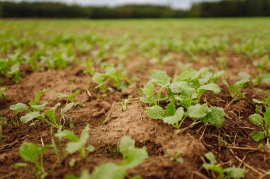 Tarım alanındaki genç bitkilerin yakın çekimi. Yeşil filizler verimli toprağı delip geçiyor. Büyüme, bahçıvanlık ve tarım kavramı.