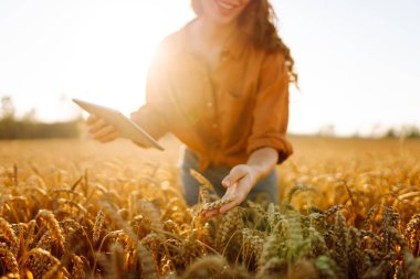 Dijital tabletli genç bir kadın tarım uzmanı altın buğday tarlasında çalışıyor. Bir çiftçi mahsulün kalitesini tabletle kontrol eder. Tarım kavramı, zengin hasat.
