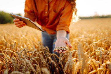 Dijital tabletli genç bir kadın tarım uzmanı altın buğday tarlasında çalışıyor. Bir çiftçi mahsulün kalitesini tabletle kontrol eder. Tarım kavramı, zengin hasat.