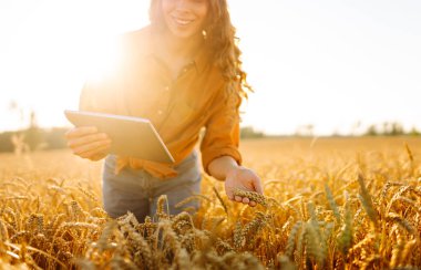 Dijital tabletli genç bir kadın tarım uzmanı altın buğday tarlasında çalışıyor. Bir çiftçi mahsulün kalitesini tabletle kontrol eder. Tarım kavramı, zengin hasat.
