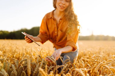 Dijital tabletli genç bir kadın tarım uzmanı altın buğday tarlasında çalışıyor. Bir çiftçi mahsulün kalitesini tabletle kontrol eder. Tarım kavramı, zengin hasat.