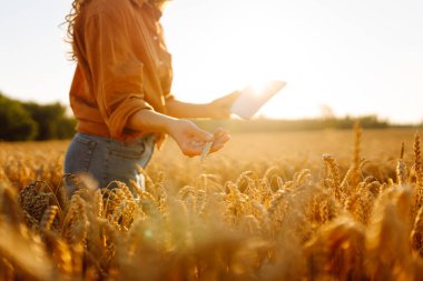 Dijital tabletli genç bir kadın tarım uzmanı altın buğday tarlasında çalışıyor. Bir çiftçi mahsulün kalitesini tabletle kontrol eder. Tarım kavramı, zengin hasat.