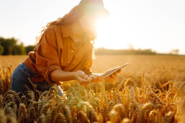 Dijital tabletli genç bir kadın tarım uzmanı altın buğday tarlasında çalışıyor. Bir çiftçi mahsulün kalitesini tabletle kontrol eder. Tarım kavramı, zengin hasat.