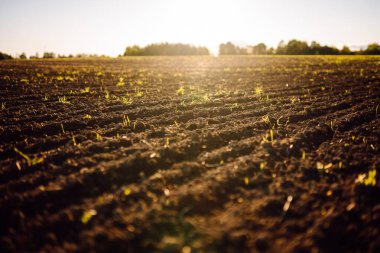 Tarım alanında yeşil filizlenen verimli topraklara yakın çekim. Gün batımında genç bitkiler topraktan filizleniyor. Büyüme kavramı, bahçıvanlık.