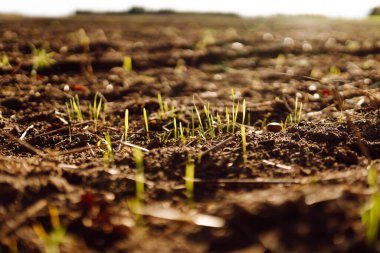 Tarım alanında yeşil filizlenen verimli topraklara yakın çekim. Gün batımında genç bitkiler topraktan filizleniyor. Büyüme kavramı, bahçıvanlık.