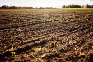 Tarım alanında yeşil filizlenen verimli topraklara yakın çekim. Gün batımında genç bitkiler topraktan filizleniyor. Büyüme kavramı, bahçıvanlık.