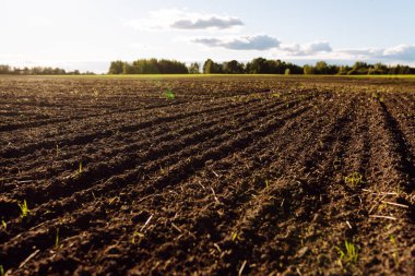 Tarım alanında yeşil filizlenen verimli topraklara yakın çekim. Gün batımında genç bitkiler topraktan filizleniyor. Büyüme kavramı, bahçıvanlık.