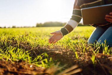 Dijital tabletli genç kadın çiftçi, tarım alanındaki genç bitkileri inceliyor. Kadın tarım uzmanı elinde bir tablet tutuyor ve filizlerin kalitesini kontrol ediyor. Bahçe konsepti.