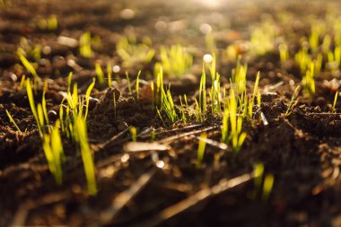 Tarım alanındaki genç filizlerin yakın çekimi. Yeşil filizler günbatımının ışınlarında verimli topraklardan yetişir. Tarım, doğa ve bahçe kavramı..