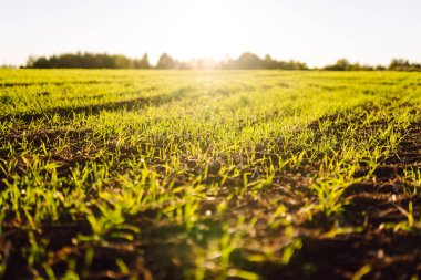 Tarım alanındaki genç filizlerin yakın çekimi. Yeşil filizler günbatımının ışınlarında verimli topraklardan yetişir. Tarım, doğa ve bahçe kavramı..