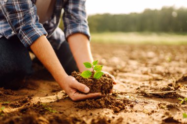 Genç bir bahçıvanın elleri tarımın arka planına karşı yeşil bir filiz tutarken. Erkek bir tarım uzmanı gün batımında verimli topraklara bitki eker. Bahçıvanlık ve tarım kavramı.