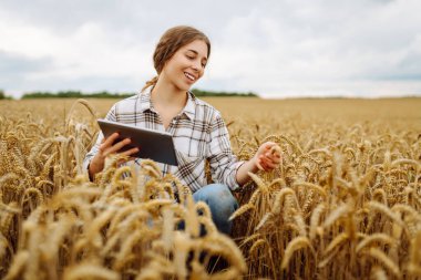 Olgun bir tarımsal alanda dijital tabletle çalışan bir kadın tarım uzmanının portresi. Genç dişi çiftçi altın buğday hasadını kontrol ediyor ve analiz ediyor. Çiftçilik kavramı.