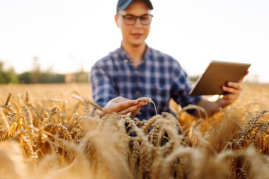Genç bir erkek çiftçi gün batımında altın buğday tarlasında dijital tabletle çalışıyor. Bir erkek tarımcı tarımın kalitesini kontrol ediyor. Tarımsal bir tarlada. Zengin hasat kavramı.