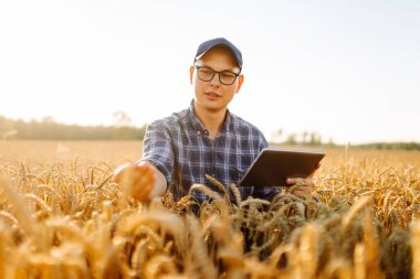 Genç bir erkek çiftçi gün batımında altın buğday tarlasında dijital tabletle çalışıyor. Bir erkek tarımcı tarımın kalitesini kontrol ediyor. Tarımsal bir tarlada. Zengin hasat kavramı.