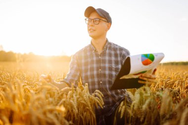 Genç bir erkek çiftçi gün batımında altın buğday tarlasında dijital tabletle çalışıyor. Bir erkek tarımcı tarımın kalitesini kontrol ediyor. Tarımsal bir tarlada. Zengin hasat kavramı.