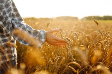 Genç bir dişi çiftçi altın buğday tarlasında çalışıyor. Dişi bir tarım uzmanı olgun buğday kulaklarını inceleyip mahsulün kalitesini kontrol eder. Çiftçilik kavramı.