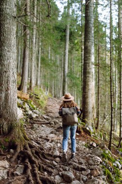Sırt çantalı ve şapkalı bir bayan yürüyüşçü yemyeşil orman yolunda yürüyor. Doğanın ve güneşin tadını çıkaran genç bir kadın. Etkin yaşam biçimi