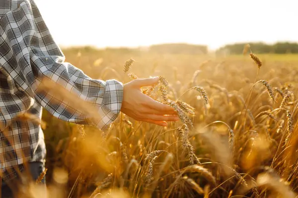 Genç bir dişi çiftçi altın buğday tarlasında çalışıyor. Dişi bir tarım uzmanı olgun buğday kulaklarını inceleyip mahsulün kalitesini kontrol eder. Çiftçilik kavramı.