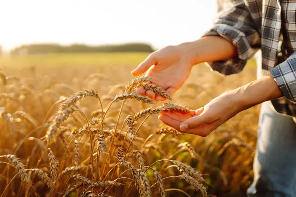 Genç bir dişi çiftçi altın buğday tarlasında çalışıyor. Dişi bir tarım uzmanı olgun buğday kulaklarını inceleyip mahsulün kalitesini kontrol eder. Çiftçilik kavramı.
