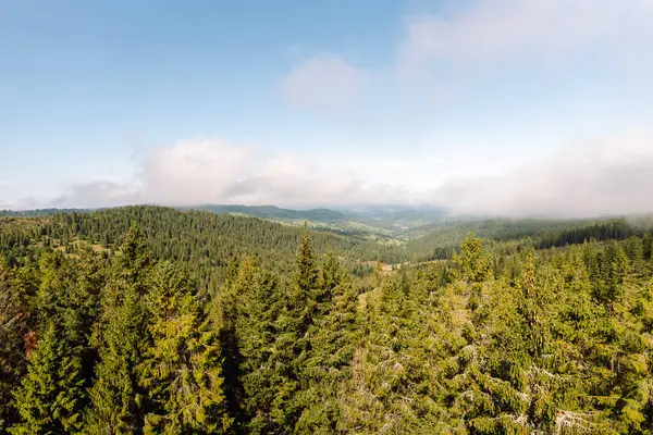 Etrafı sık ormanlarla çevrili ahşap dolambaçlı bir yol içeren sakin orman manzarası. Gökyüzüne karşı güzel görkemli dağlar. Doğa, güzellik ve özgürlük kavramı.