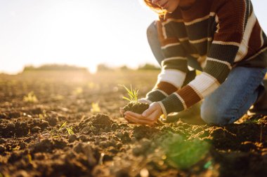 Dişi bir tarım uzmanı, tarım alanında genç bir yeşil bitkiyi elinde tutuyor. Verimli topraklarda filizlenen dişi bir çiftçinin elleri. Bahçe konsepti.