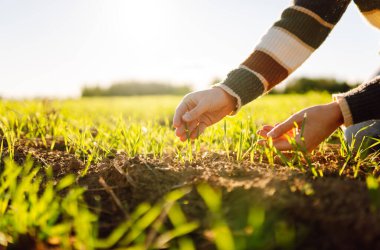 Genç bir kadın çiftçinin tarladaki yeşil lahanalara dokunuşunun yakın çekimi. Gün batımında verimli topraktan çıkan taze lahanalar. Bahçe konsepti.