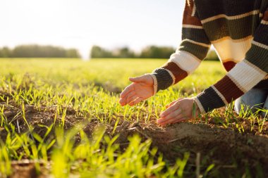 Genç bir kadın çiftçinin tarladaki yeşil lahanalara dokunuşunun yakın çekimi. Gün batımında verimli topraktan çıkan taze lahanalar. Bahçe konsepti.